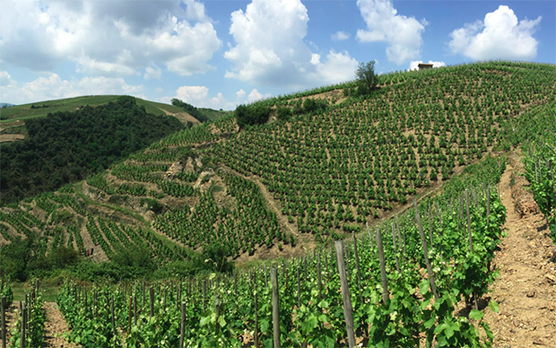 Vineyards in Condrieu and Côte Rôtie, Northern Rhône Valley, France.