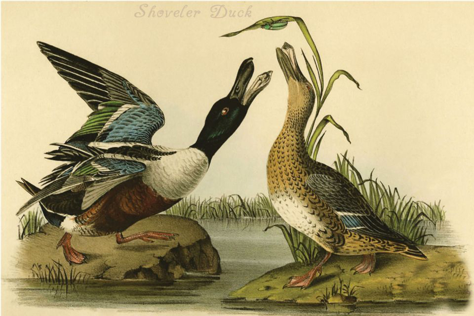 drawing of ducks