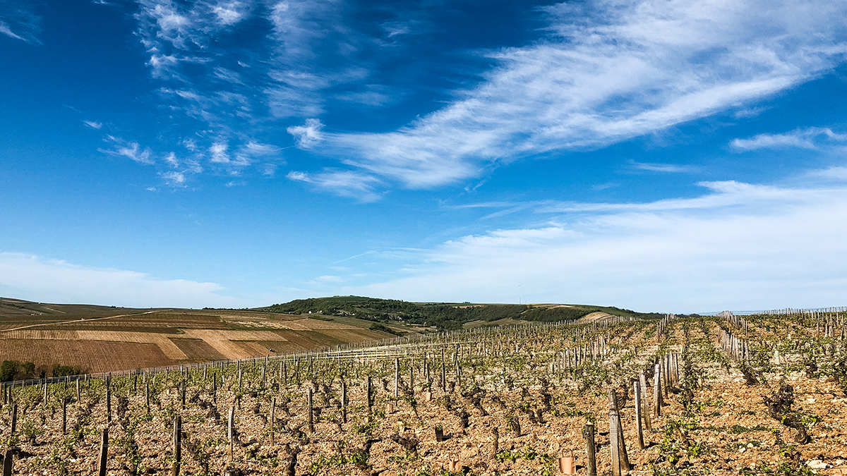 Vineyards in Sancerre, Loire Valley, France.